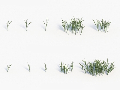现代植物小草