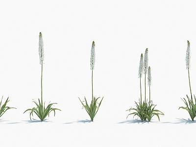 现代装饰植物