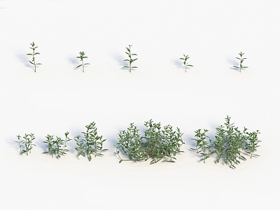 现代装饰植物