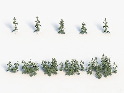 现代装饰植物
