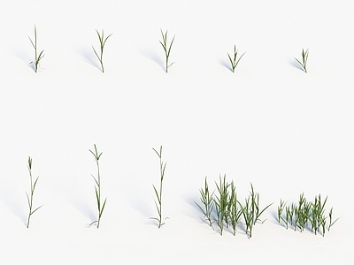 现代装饰植物