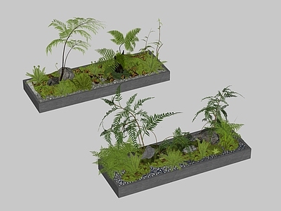 盆栽 现代植物盆栽 景观植物 蕨类植物 花草