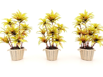 现代装饰植物