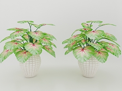 现代装饰植物