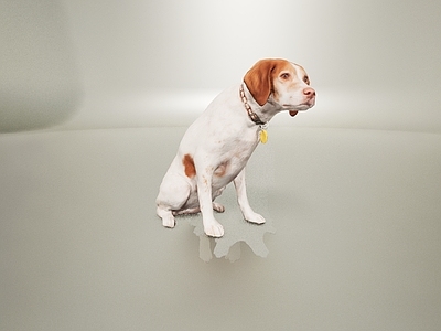 现代爬行类动物 动物犬类狗狗
