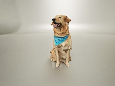 现代爬行类动物 动物宠物犬类金毛狗狗