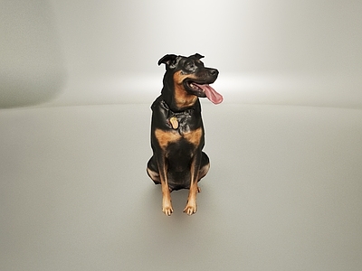 现代爬行类动物 动物宠物犬类狗狗