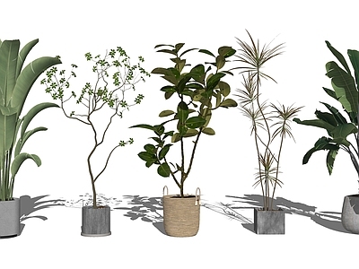 植物组合 盆栽组合 室内植物摆件组合 天堂鸟 龙血树 室内花盆植物组合