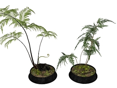 植物组合 盆栽组合 绿植摆件组合 虹鳞蕨摆件 蕨类摆件组合 新中式植物摆件