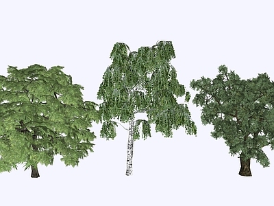 灌木 植物树