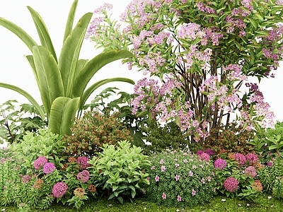 灌木 花境 花草组合 植物堆 花坛花草 月季花