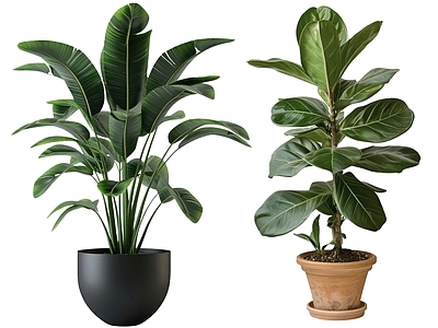 盆栽 现代绿植盆栽