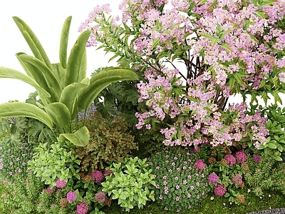 花草 花境 植物组合 植物景观 花卉 灌木