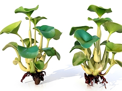盆栽 植物盆栽