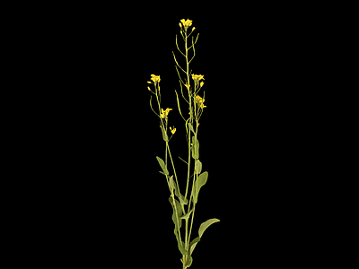 花 油菜花 油菜 蔬菜 绿植