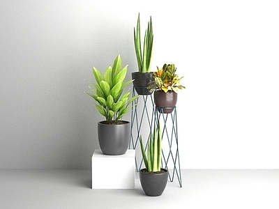现代绿植组合