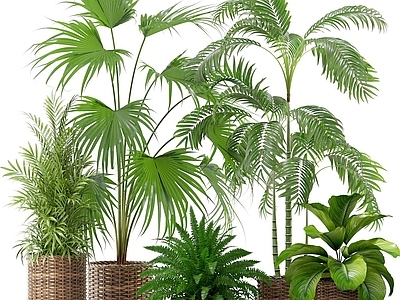 现代装饰植物