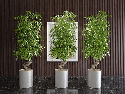 现代风格植物