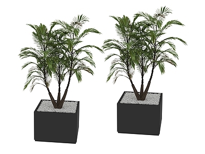 盆栽 植物