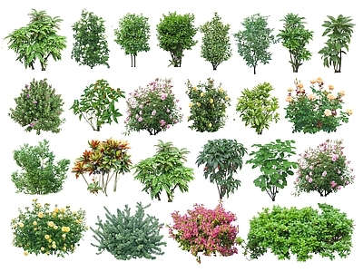 灌木 2D灌木 低矮灌木 开花灌木 景观植物 常绿灌木