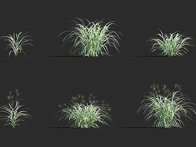 现代草芦Phalarisarundinacea