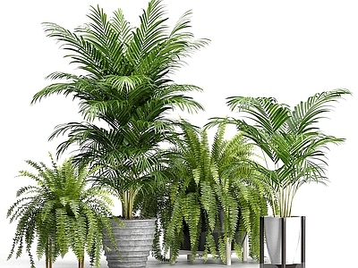 现代植物盆栽散尾葵肾蕨