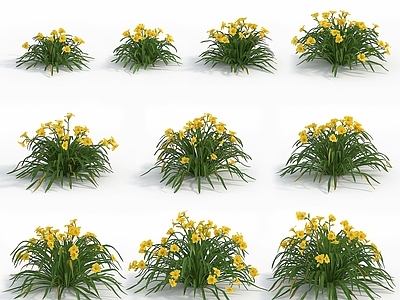 现代植物花草萱草