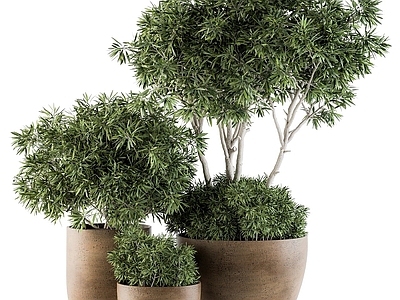 现代植物盆栽罗汉松