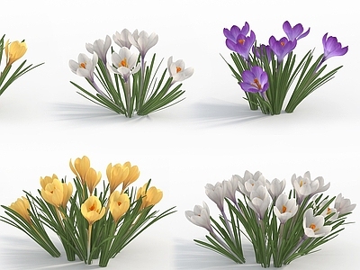 现代植物花草藏红花番红花