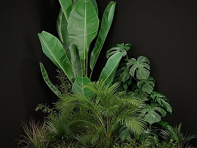 现代绿植植物龟背竹芭蕉