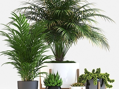 现代盆栽植物