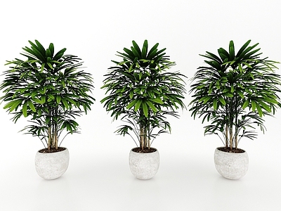现代风格植物
