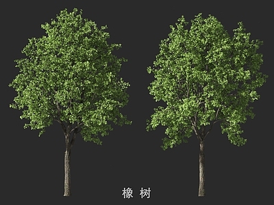 乔木 树 橡树