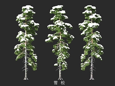 乔木 雪松 雪景树