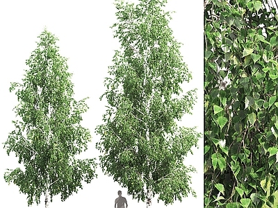 其他树木