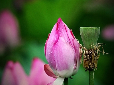 水生植物 荷花 植物