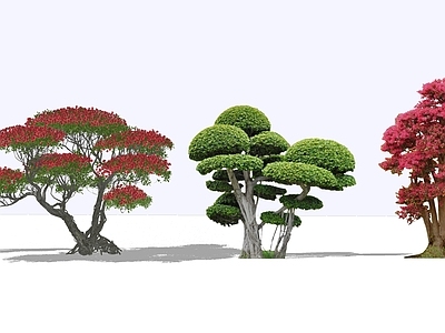 灌木 造型植物 对节白蜡 五针松 造型松 老桩杜鹃