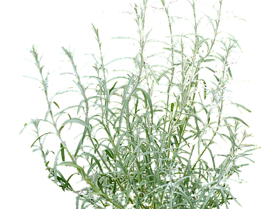 花草 花境 柳叶星河 灰绿植物