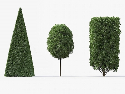 现代欧洲角木EuropeanHornbeam