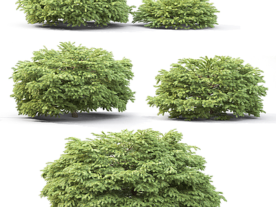 其他绿植 垂叶榕 景观植物 灌木绿植 园林植物