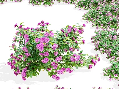花 地被玫瑰 玫瑰