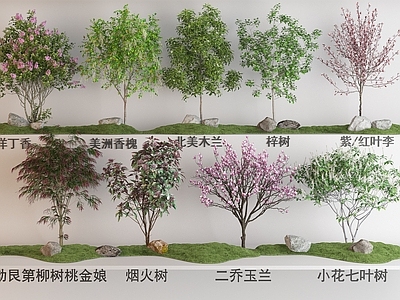景观树 现代花树植物组合 二乔玉兰北美木兰 梓树 洋丁香 美洲香槐 烟火树 紫红叶李小花七叶