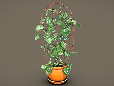 盆栽 带支撑笼的银绿萝 银绿萝 盆栽 室内植物 绿萝