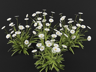 现代绿植花卉小菊花