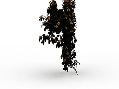 现代灌木 黄婵