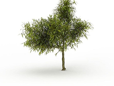 现代灌木 尖叶灌木