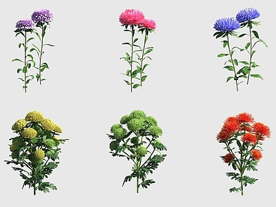 花草组合 紫菀花翠菊菊花花
