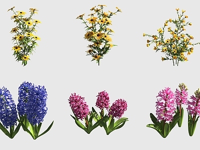 花草组合 金色风暴金光菊风