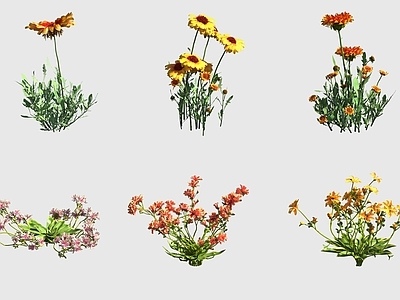 花草组合 宿根天人菊繁瓣花