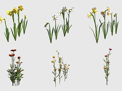 花草组合 水仙花毛叶蜡菊